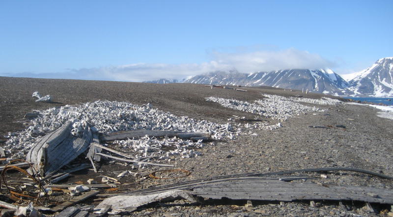 The bones of belugas, and the remains of a whaling boat in Alhstrandodden (picture by Birgit Jaenicke)